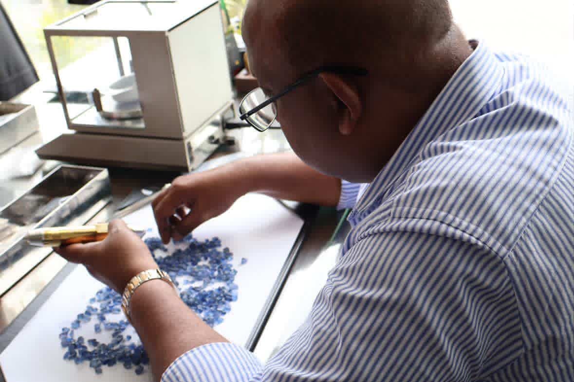 Akram Saroof examining rough blue sapphire spread across a lit sorting table, loupe in hand